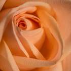 Close-up image of a rose Art Print